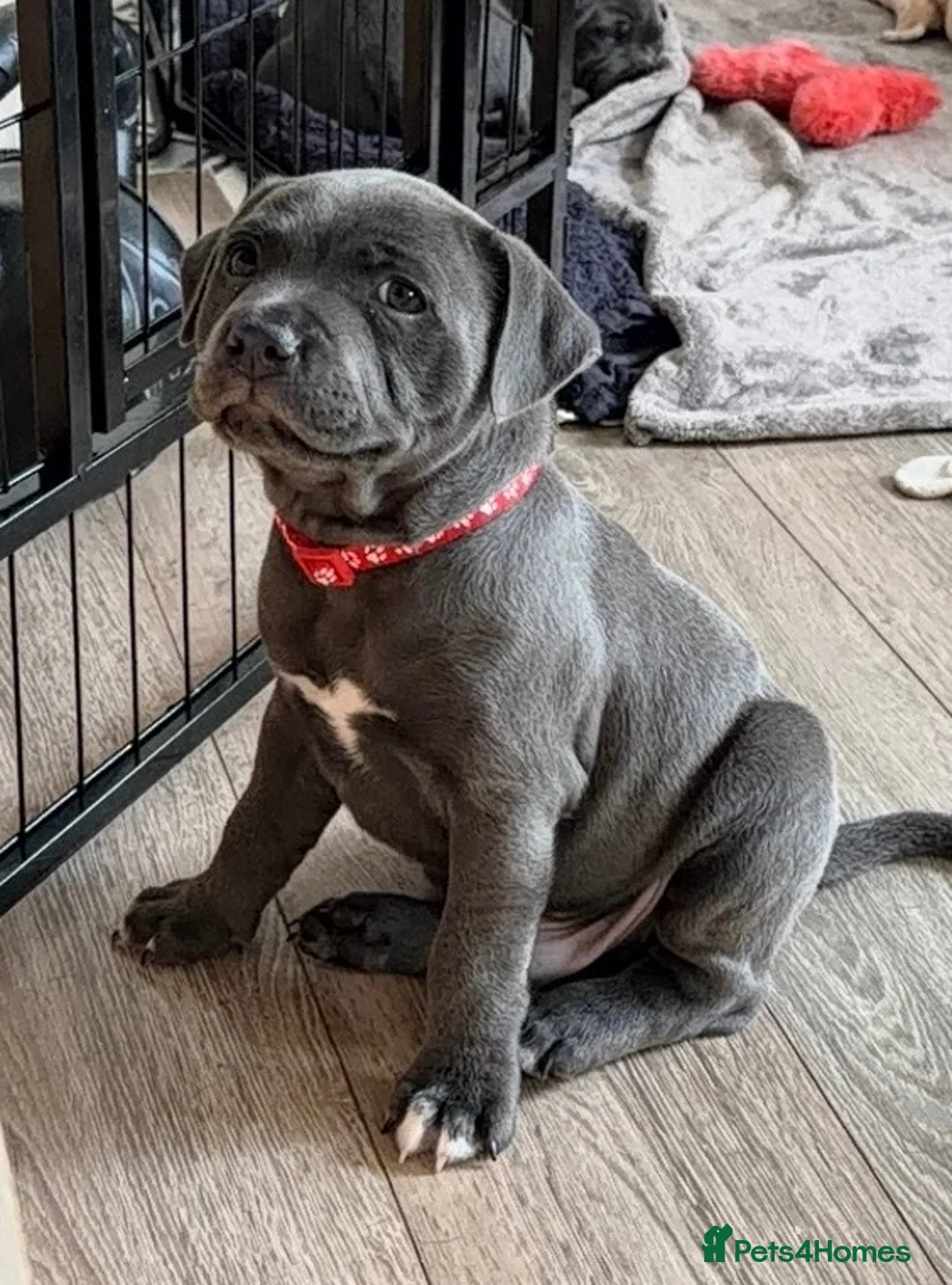 Staffordshire Bull Terrier dogs for sale: Blue Male Staffordshire Bull Terrier in Manchester - Advert 1