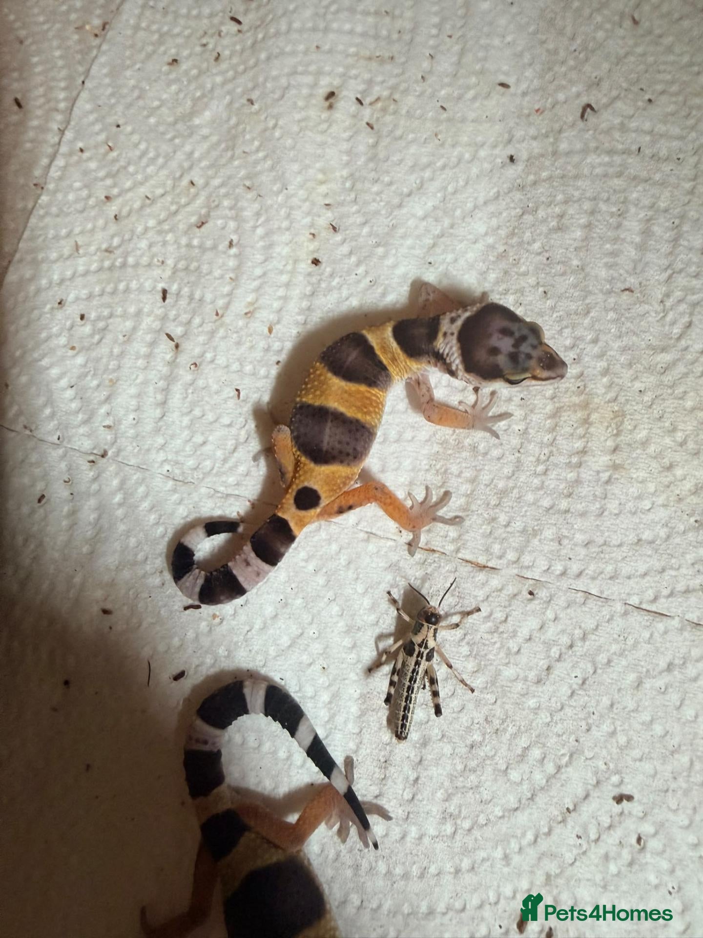 Leopard Gecko reptiles Leopard gecko - Advert 13