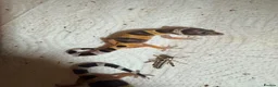 Leopard Gecko reptiles for sale: Leopard gecko - Advert 1
