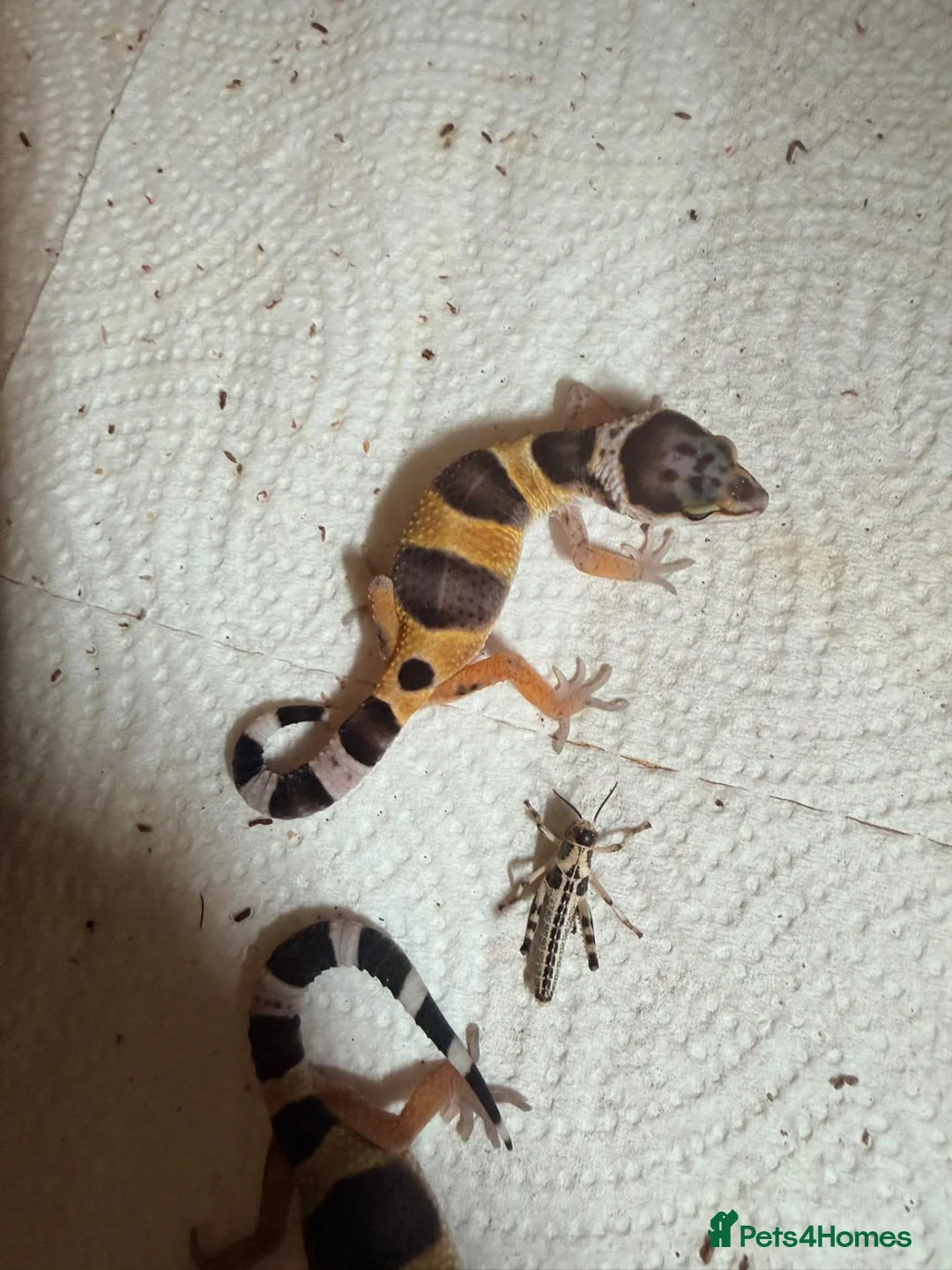 Leopard Gecko reptiles for sale: Leopard gecko - Advert 1