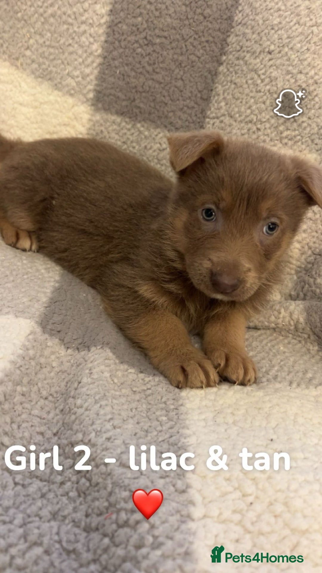 German Shepherd dogs for sale: Beautiful litter of coloured German shepherds!  - Advert 6