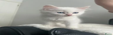 Ragdoll 2