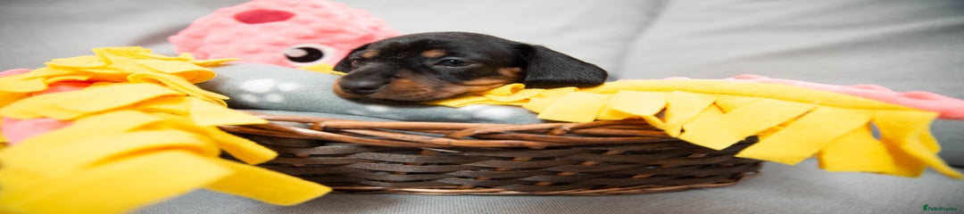 Miniature Dachshund Puppy 2