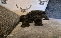 Cockapoo dogs for sale: Stunning f1 cockapoo puppys  - Image 10