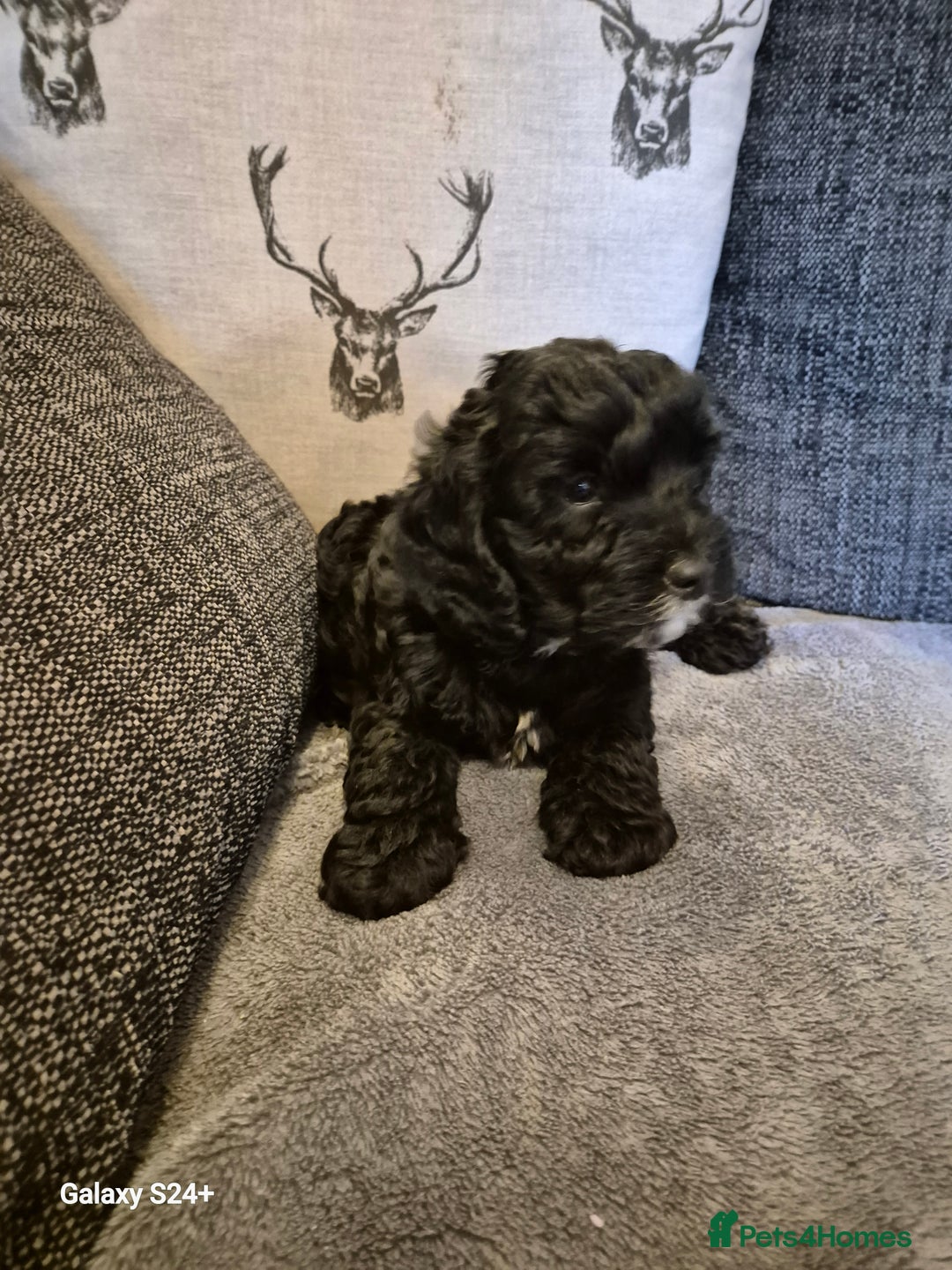 Cockapoo dogs for sale: Stunning f1 cockapoo puppys  - Image 10