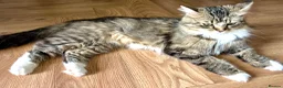 Mixed Breed cats for sale: Kittens - mixed British longhair cross - Advert 4