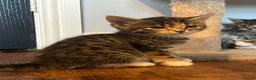Mixed Breed cats for sale: Gorgeous half Siberian kittens - Advert 31