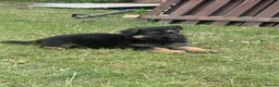 German Shepherd dogs for sale: German shepherd puppies READY NOW - Advert 7