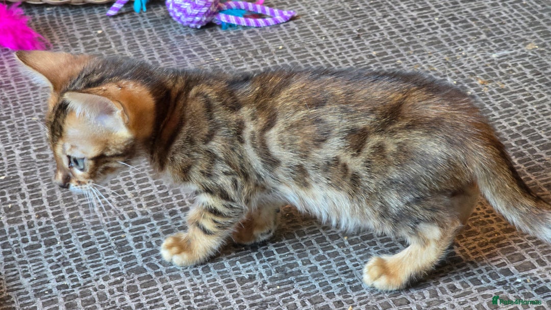 Bengal cats for sale: Registered Pure Bengal Babies Browns and Blues  - Image 8