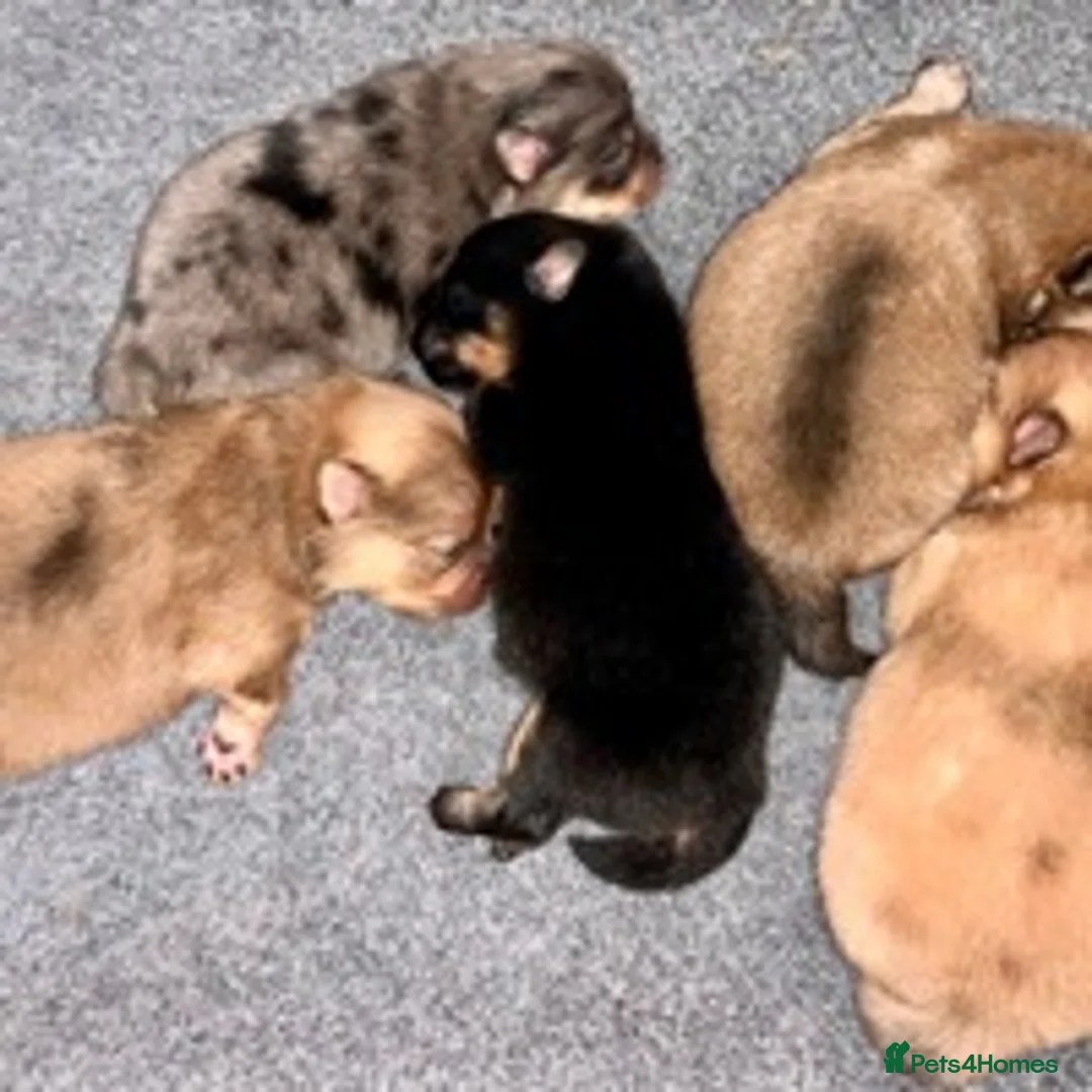 Pomeranian dogs for stud: STUNNING FENDI OPEN AT STUD 🏆CHAMPION SIRED🏆 in Grays - Advert 8