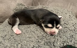 Siberian Husky dogs for sale: Husky fuzzballs - Image 3