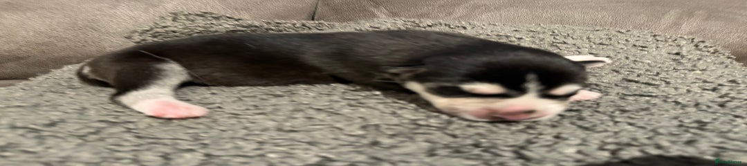 Siberian Husky Puppy 3