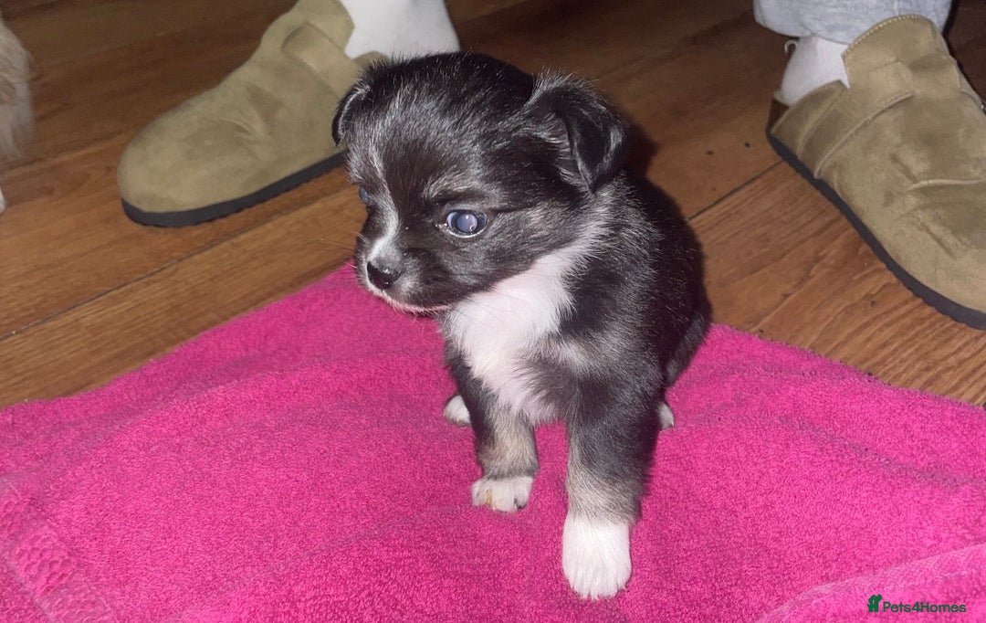 Chihuahua dogs for sale: 2 girl chihuahuas  - Image 3
