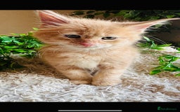 Maine Coon cats for sale: Beautiful GCCF Maine Coon kittens - Advert 18