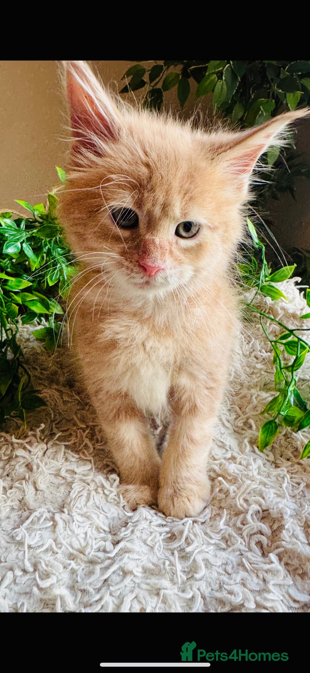 Maine Coon cats for sale: Beautiful GCCF Maine Coon kittens - Advert 18