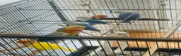 Lovebirds birds for sale: Lovebirds - Advert 10