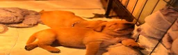 Labrador Retriever dogs for sale: 🐾 Kc reg labrador puppies 🐾  in Beccles - Advert 16
