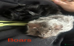 Guinea Pig rodents for sale: Bonded sows and boars £40 pair - Image 5