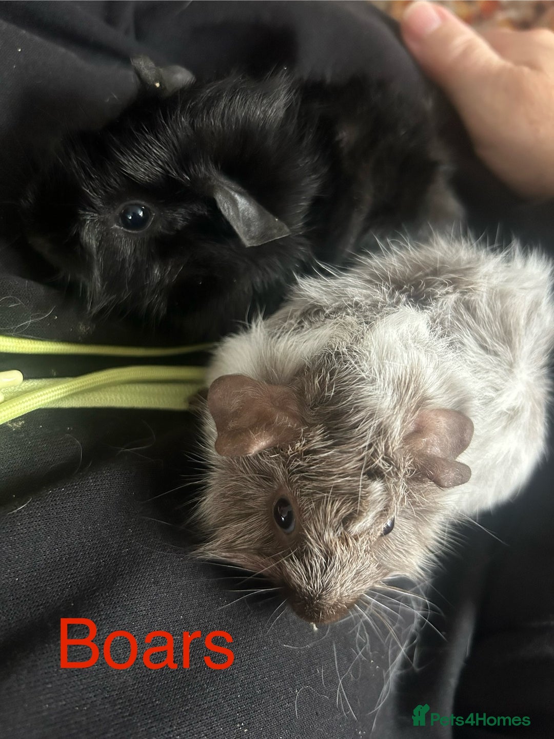 Guinea Pig rodents for sale: Bonded sows and boars £40 pair - Image 5
