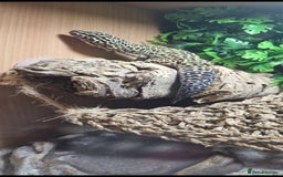 Leopard Gecko reptiles for sale: 5 year old male leopard gecko  - Image 6