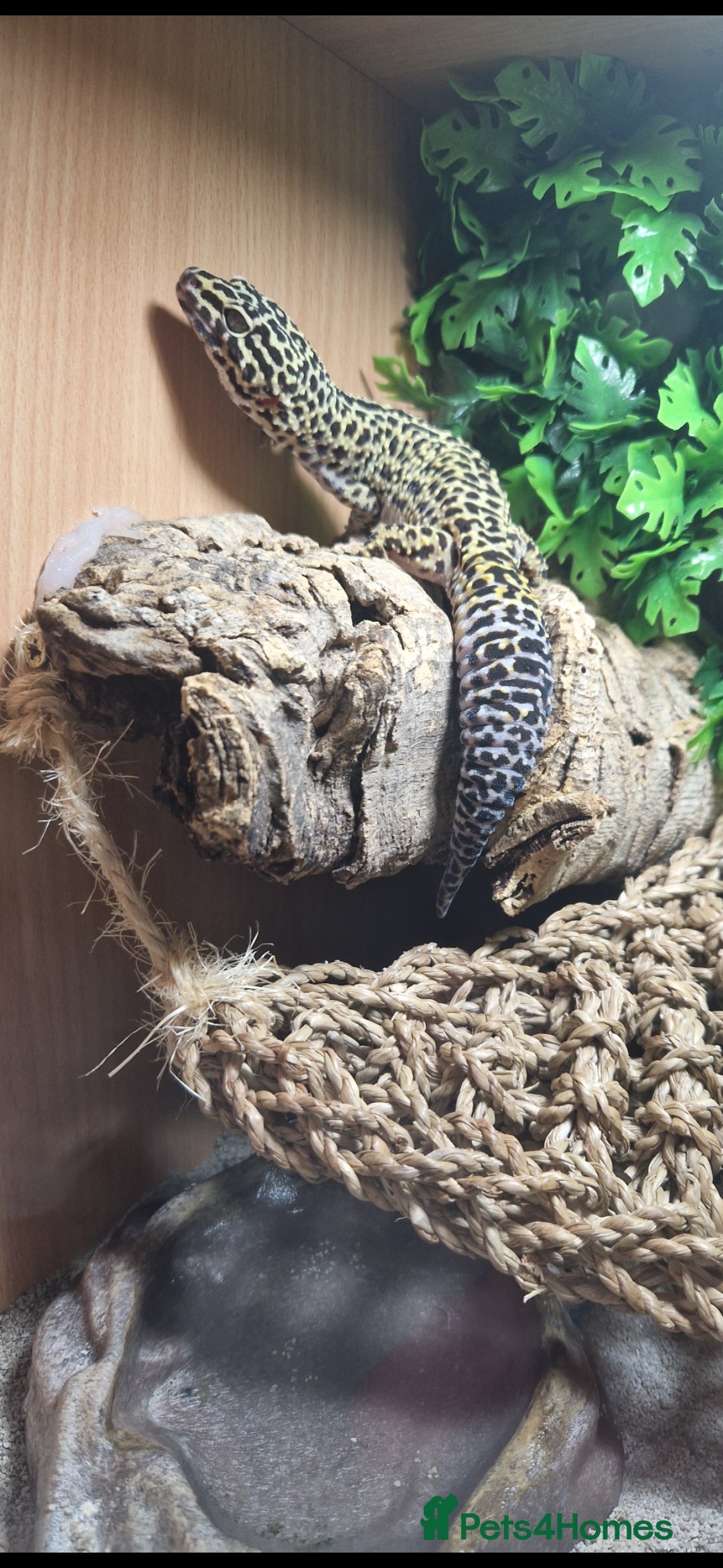 Leopard Gecko reptiles for sale: 5 year old male leopard gecko  - Image 6
