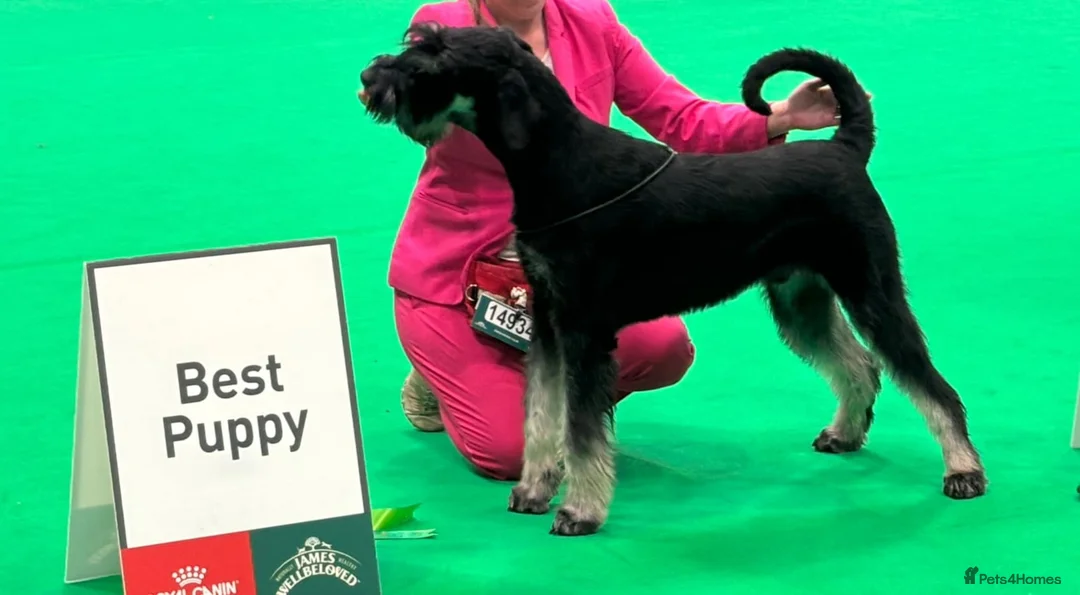 Giant Schnauzer dogs for sale: KC registered Giant Schnauzer puppy. - Advert 4
