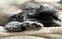 Cockapoo dogs for sale: Miniature Cockapoo - Advert 1