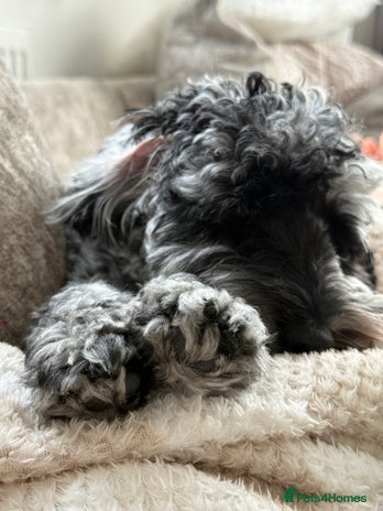 Cockapoo dogs Miniature Cockapoo - Advert 1