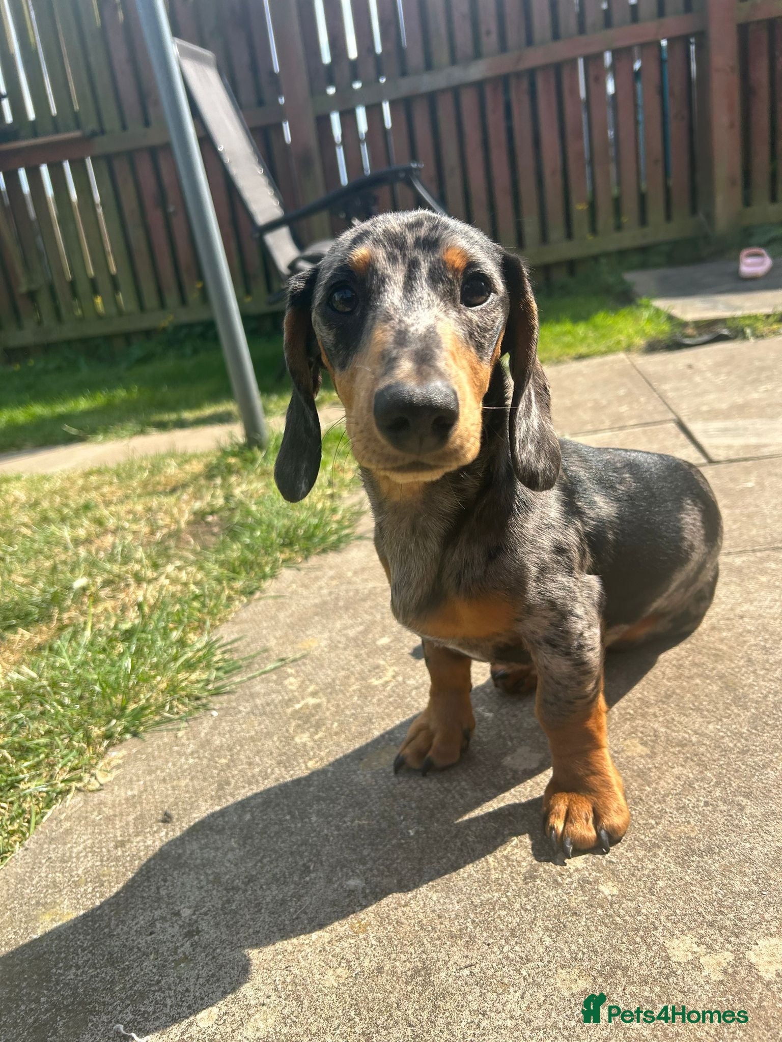 Dachshund dogs Stud Silver Dapple Dachshund  - Advert 2