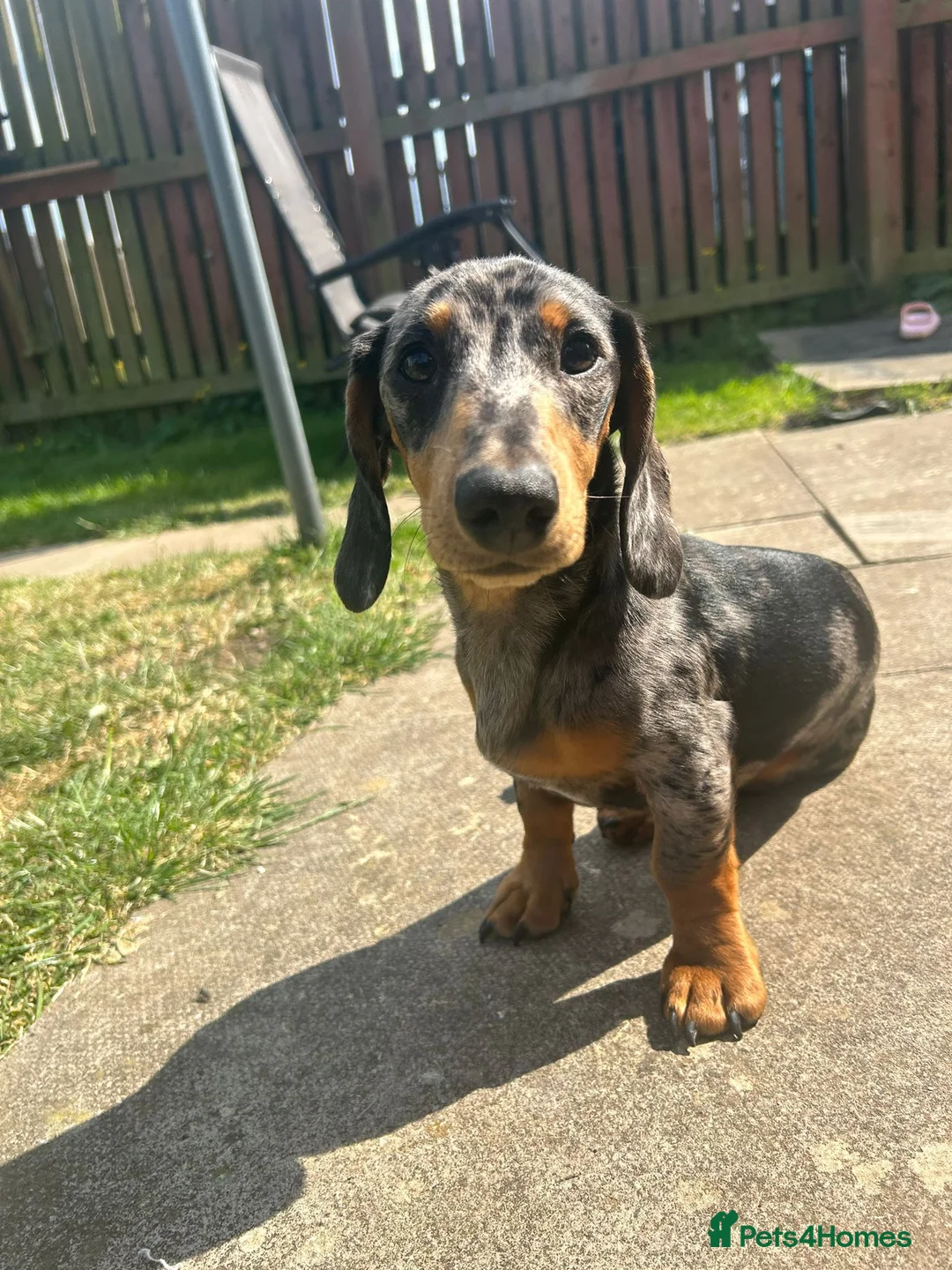Dachshund dogs for stud: Stud Silver Dapple Dachshund  - Advert 1