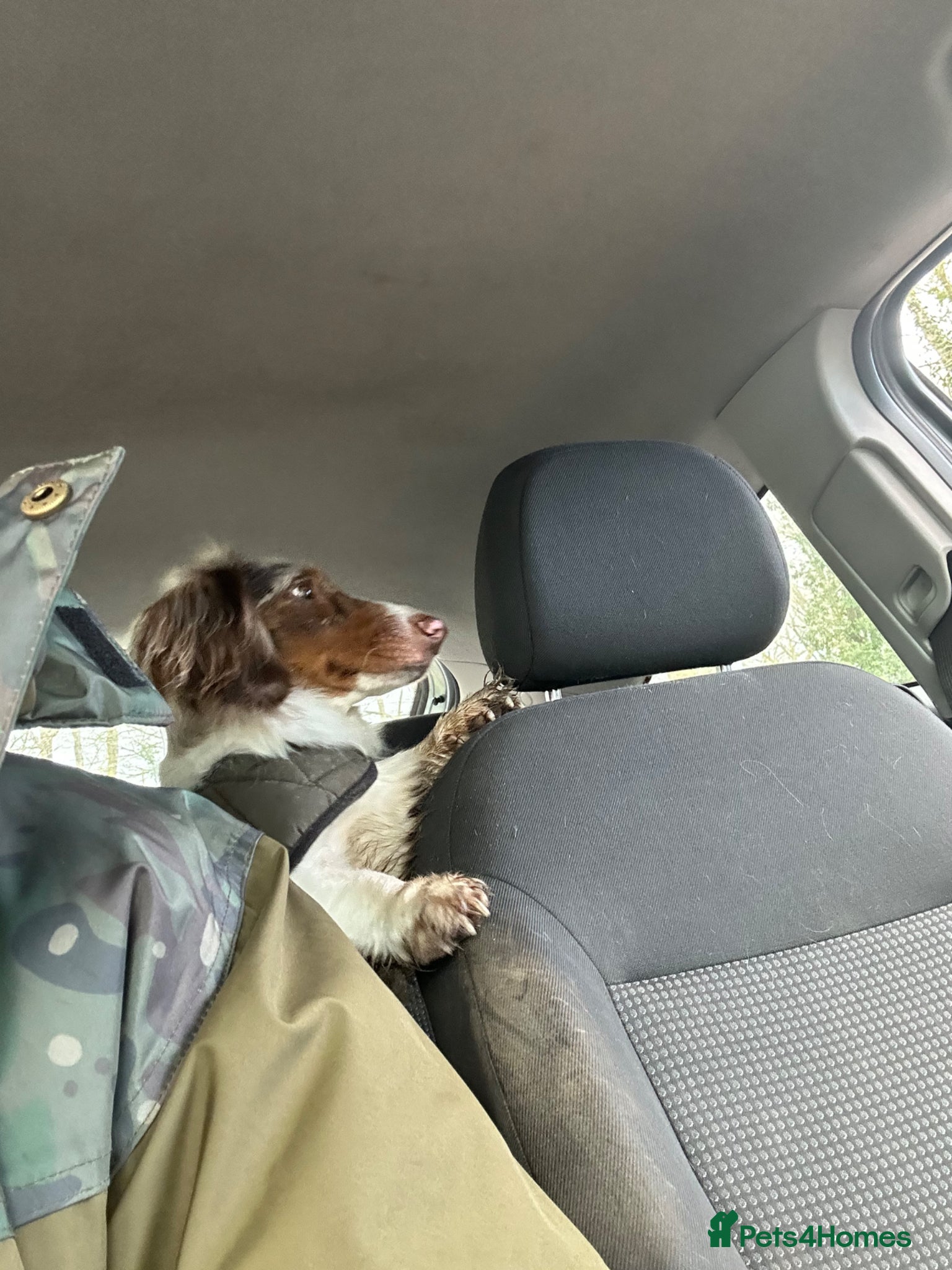 Miniature Dachshund dogs Minature chocolate pied dapple long hair for sale  - Advert 2