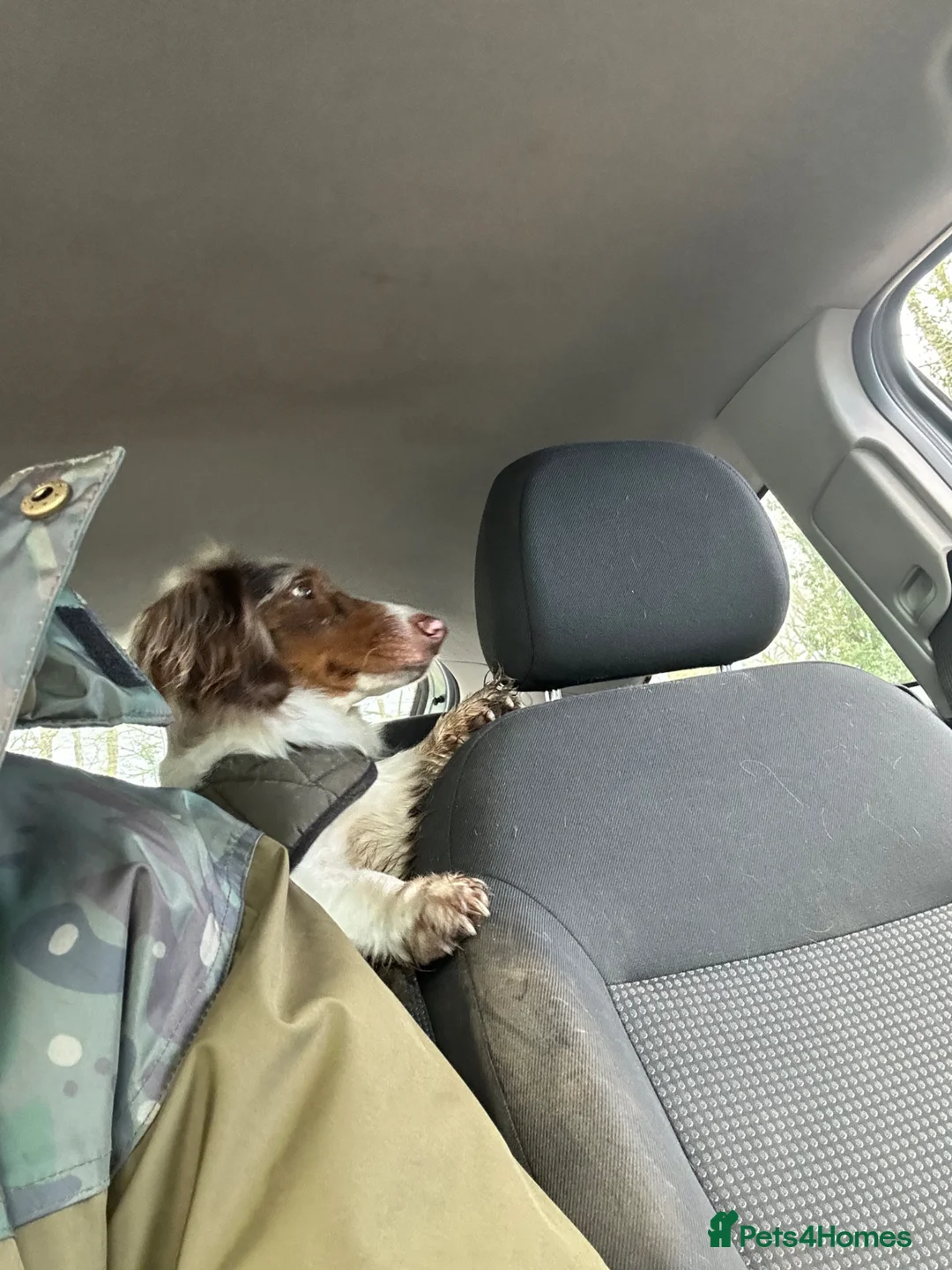 Miniature Dachshund dogs for sale: Minature chocolate pied dapple long hair for sale  in Wolverhampton - Advert 1