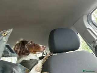 Miniature Dachshund dogs Minature chocolate pied dapple long hair for sale - Advert 2