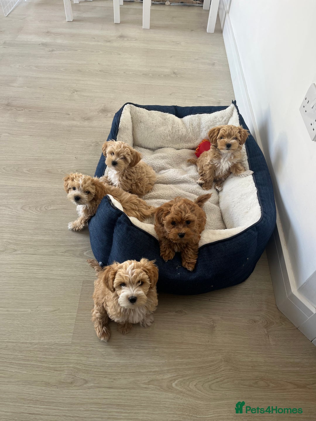 Maltipoo dogs for sale: A litter of 5 beautiful Maltipoo’s  - Image 8