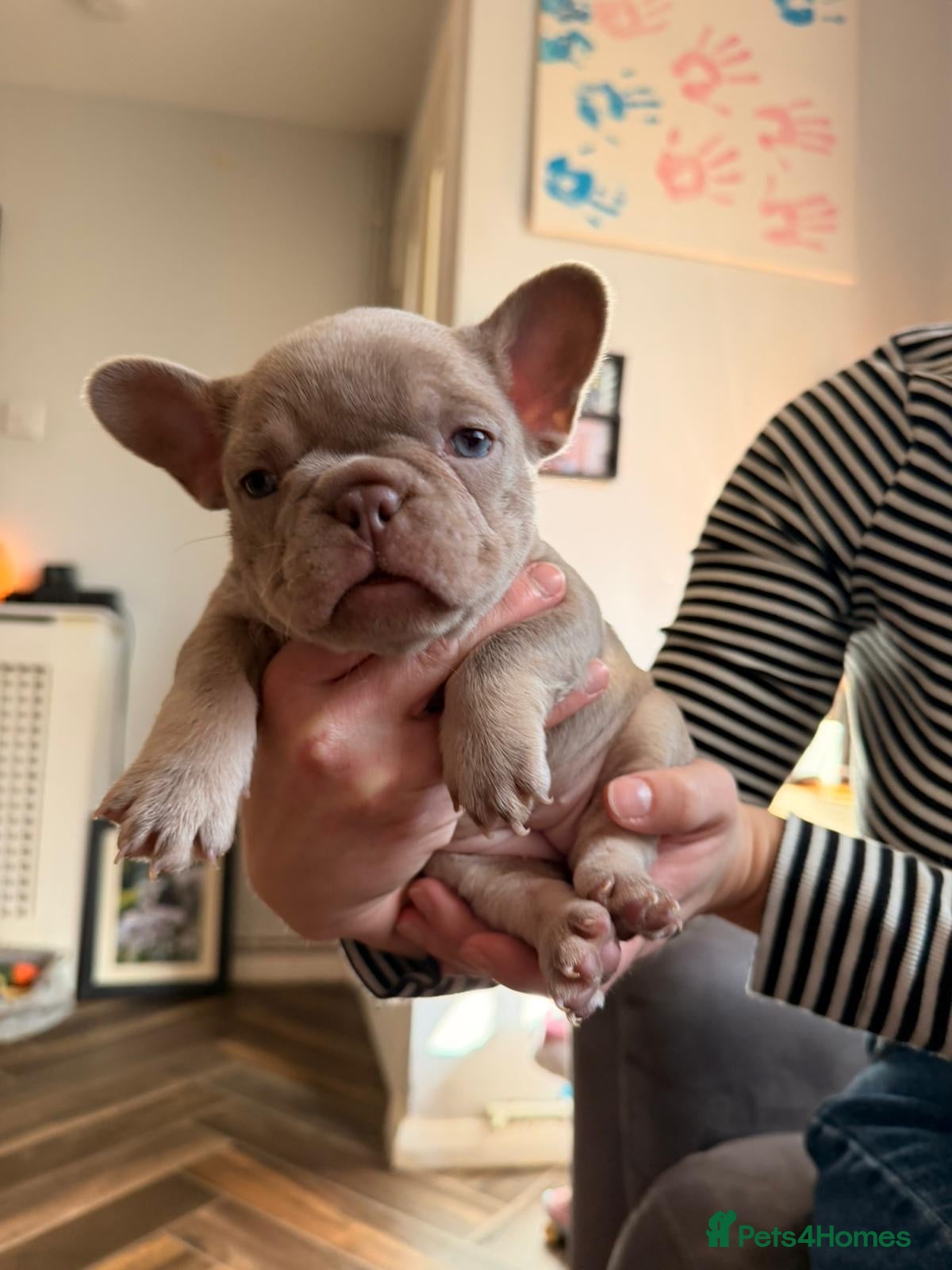 French Bulldog dogs Ready 18 March ❤️❤️❤️❤️  - Advert 5