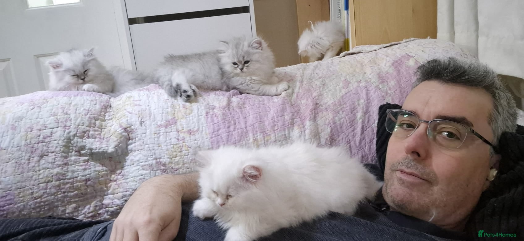 Persian cats Persian Chinchilla Kittens Available  - Advert 6