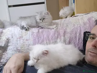 Persian cats Persian Chinchilla Kittens Available - Advert 3