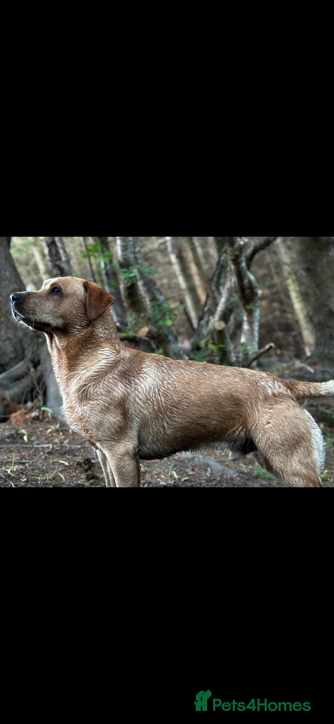 Labrador Retriever dogs Churchill for stud - Advert 4