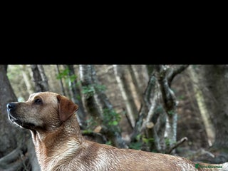 Labrador Retriever dogs - Advert 13