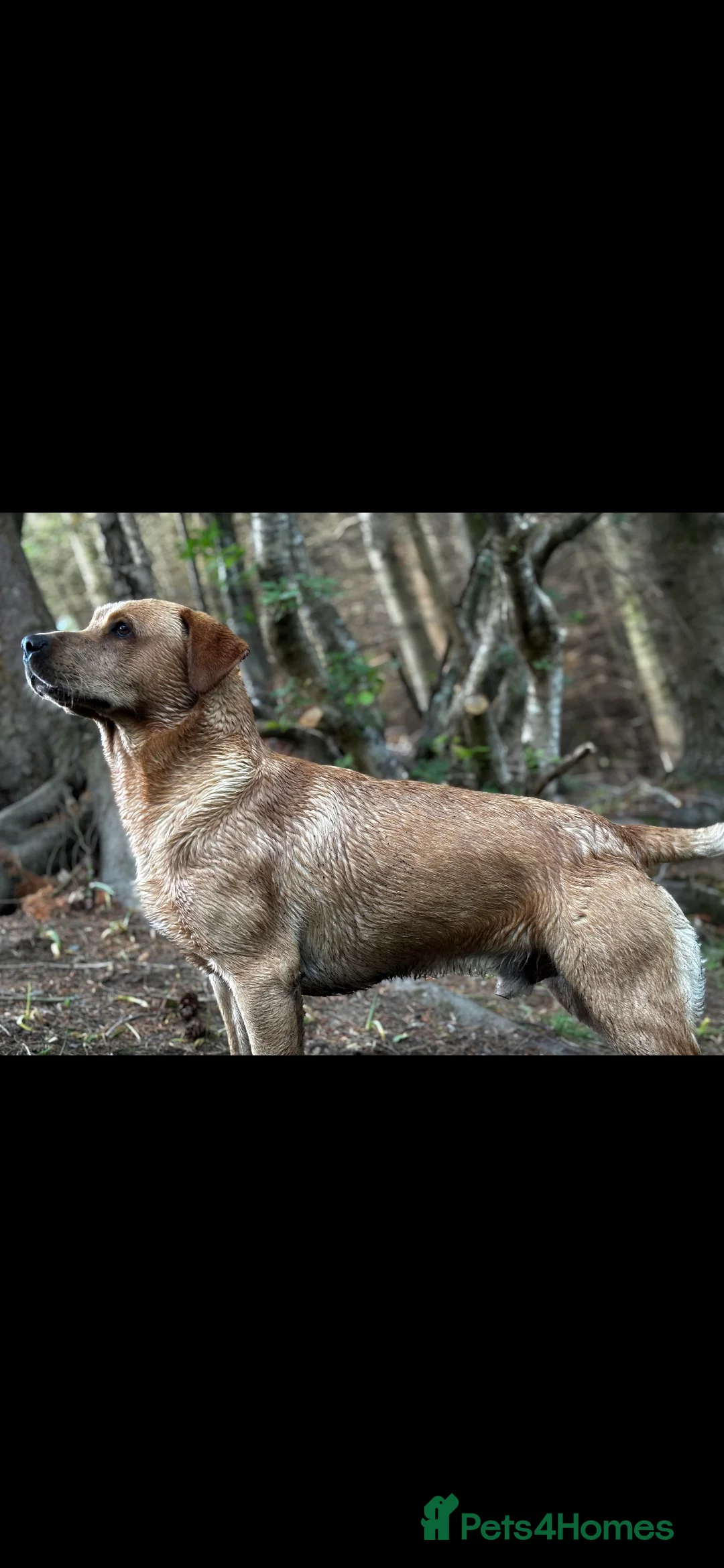 Labrador Retriever dogs for stud: Churchill for stud - Advert 1