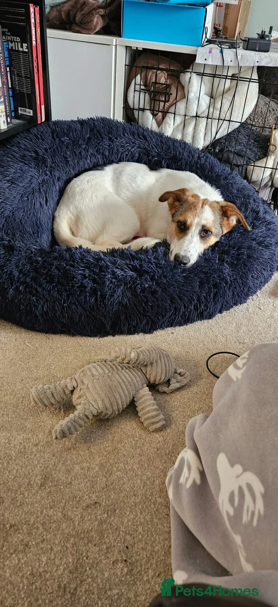Mixed Breed dogs for adoption: Sweet Savannah - Advert 1