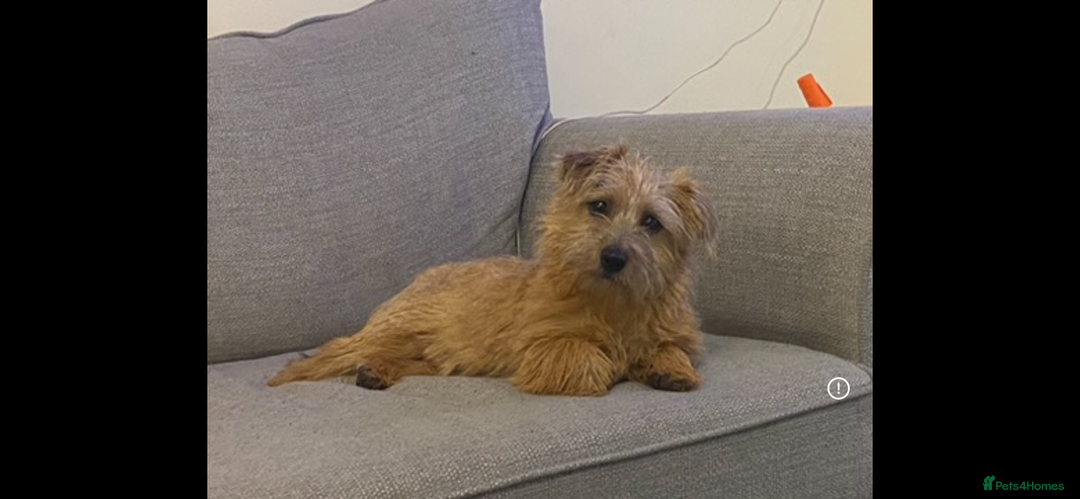 Norfolk Terrier dogs for sale: Norfolk Terrier Puppies - Image 4