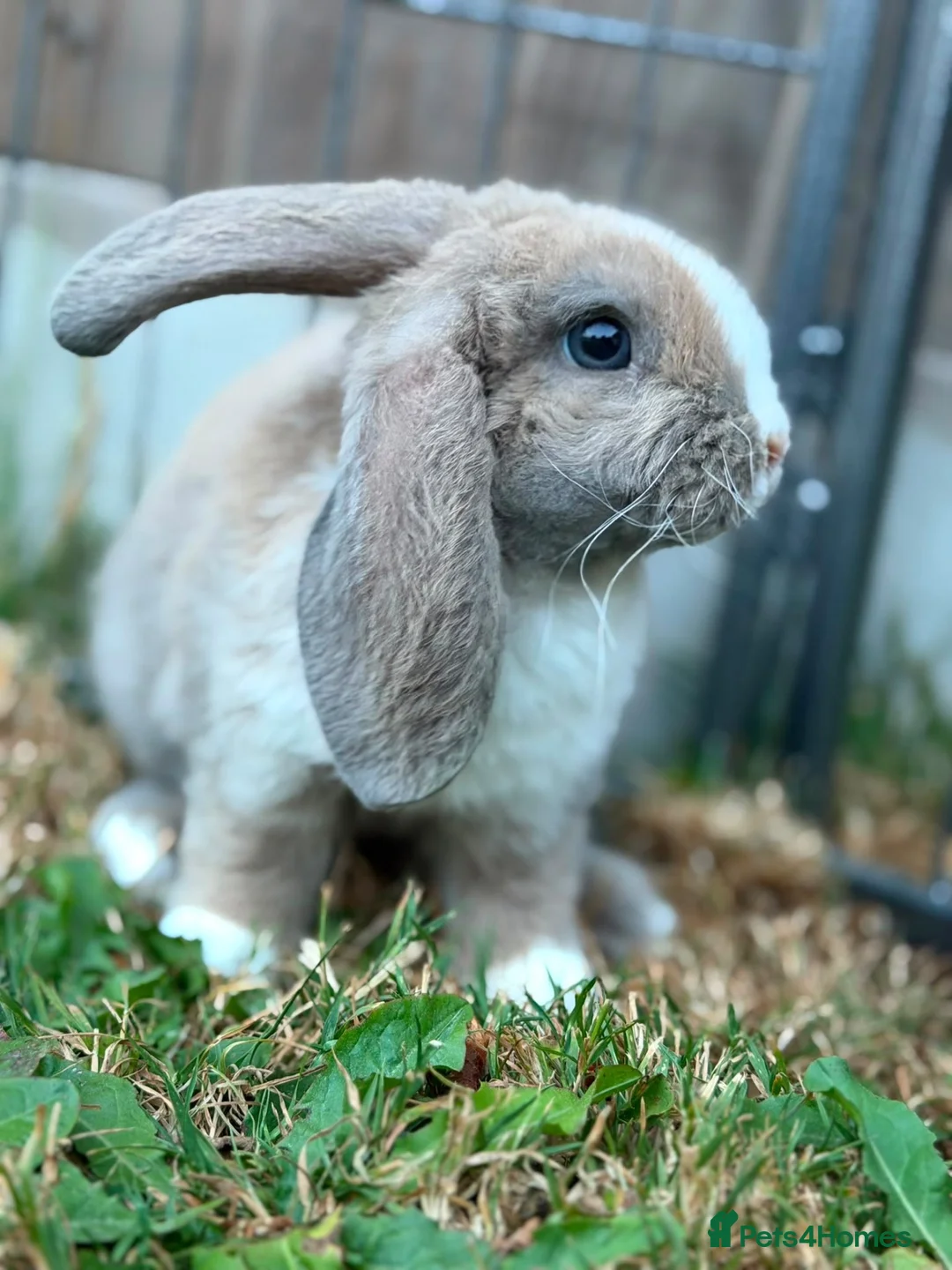 Mini Lop rabbits for sale: Two rabbits and set up  in Stowmarket - Advert 2
