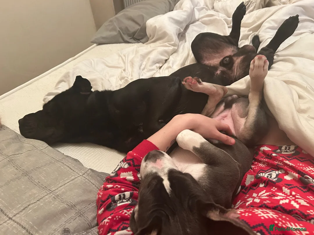 Mixed Breed dogs for sale: Blaze  - Advert 1