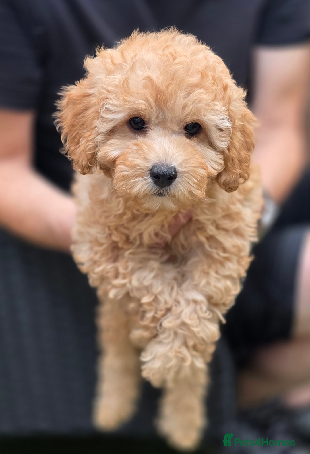 Cavapoo dogs for sale: F1b Toy Cavapoo Puppy last little Girl - Image 1