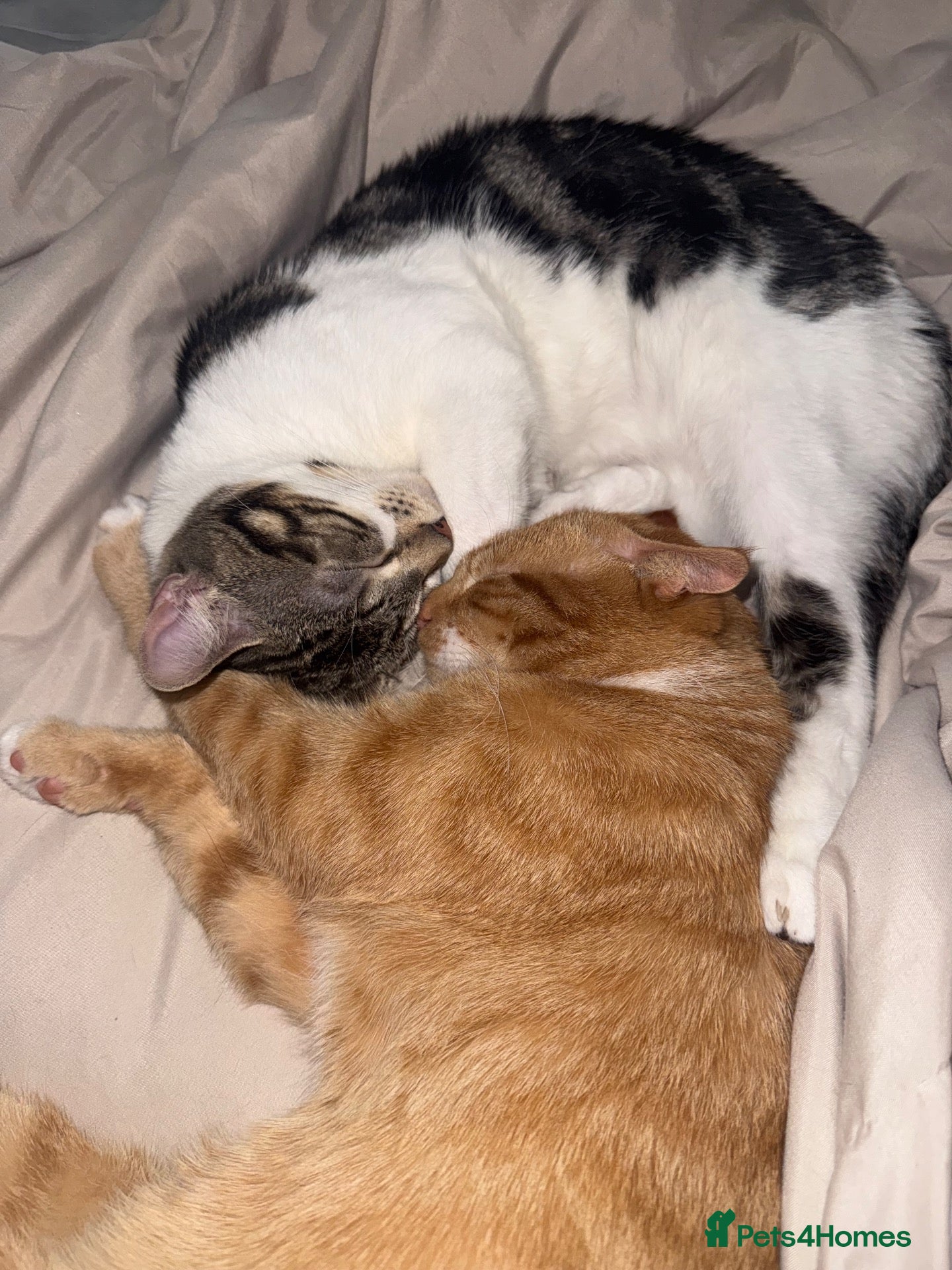 British Shorthair cats 2 male cats  - Advert 1