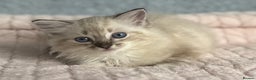 Ragdoll cats for sale: Three beautiful Ragdoll Ready to Leave 20/12/2025  - Advert 13