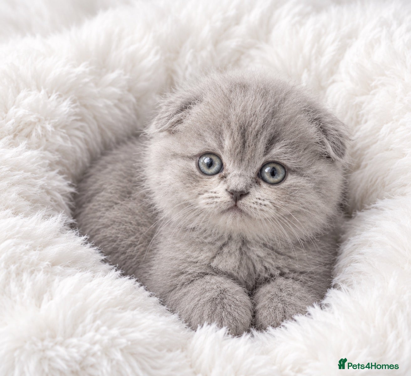 Scottish Fold cats 2boys and 1girl for sale Scotish foldxB Shorthair - Advert 2