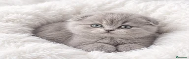 Scottish Fold 1