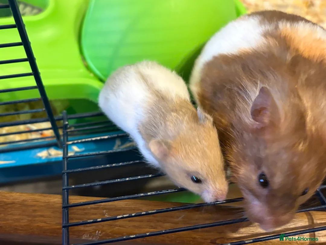 Hamster rodents for sale: Baby hamsters for sale - Advert 11